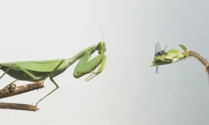 Carnivorous Insects Imprime: Praying Mantis about to attack a fly