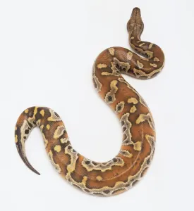 Impresiones de Pythonidae, Python curtus, pitón de sangre Pitón De Sangre Imprime: Pythonidae, Python curtus, python de sangre.