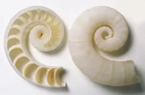 Invertebrate Photography Imprime: Side and sectioned view of Common Spirula Shell