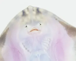 Studio Shot Fish Imprime: Underside of a Ray, close up