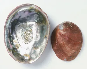 Horizontal Studio Shots Imprime: Upper and underside view of Red Abalone shell