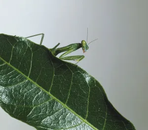Carnivorous Insects Imprime: Upper torso view of Mantis on leaf
