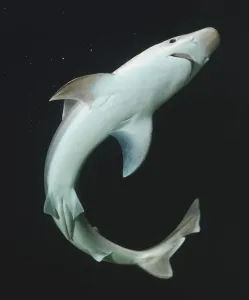 Impresiones de LA HUESPED DE TIBURÓN Elasmobranquios Imprime: Hombro de tiburón