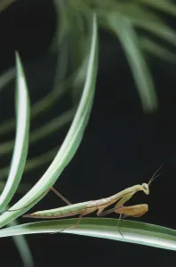 Invertebrate Arthropod Images Imprime: Upper torso view of Mantis on leaf