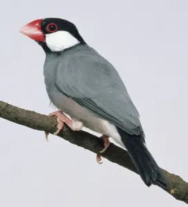 Ornithology Photos Imprime: Side view of a captive Java Sparrow perched on a thin branch