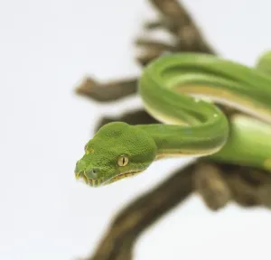 White Background Snake Photos Imprime: Close-up of the head of a Green Tree Python