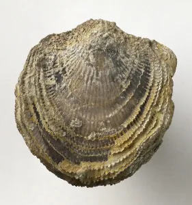 Ancient Sea Creatures Imprime: Fossilized completely