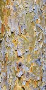 Central European Autumn Imprime: Bark of a pine (Pinus)