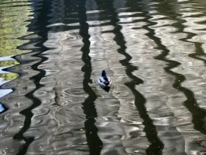 Patrones de luz desde las reflexiones del río bajo el puente Donnington, Oxford - y un pato solitario.