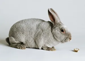 Cute Rabbit Imprime: A gray rabbit in sitting position