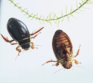 Aquatic Insects Imprime: Two great diving beetles