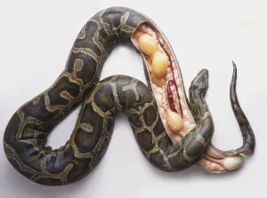 Impresiones de Modelo de boa constrictora birmana (Python molurus bivittatus) poniendo huevos, sección transversal Pitón Birmana Imprime: Modelo de pitón birmano (Python molurus bivittatus) poniendo huevos