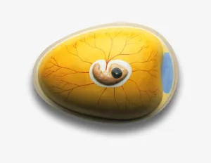 Chicken Embryo Development Imprime: Model of chicken embryo developing inside egg