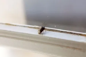 Horizontal Animal Photos Imprime: Bedbug
