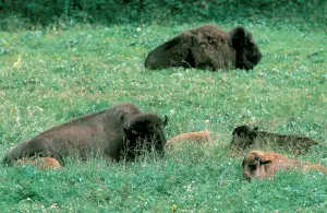 Wild Animals Photos Imprime: Bisons