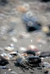 Beach Shells Imprime: Shells. Sand