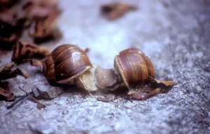 Animales Imprime: Snails