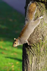 Rodent Wildlife UK Imprime: Squirrel. Sciurus Carolinensis. Europe. England. London. St. Jamess Park