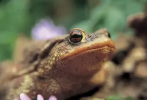 Animales Imprime: Rana. Bufo Bufo