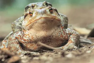 Animales Imprime: toads