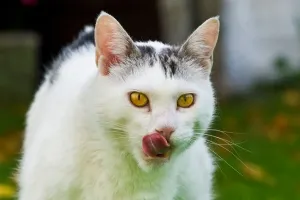 Impresión enmarcada : Gato Come Impresión enmarcada : Gato Come