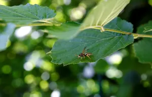 Horizontal Imprime: Abeja en una Hoja.