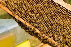 Beehive Management Techniques Imprime: Beekeeping