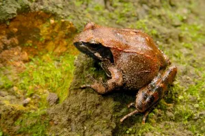 Frog Wildlife Photography Imprime: Frog