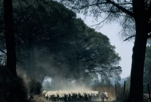 Fauna Images Imprime: Sheep