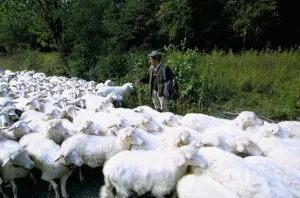 Flock Of Sheep Images Imprime: Sheeps