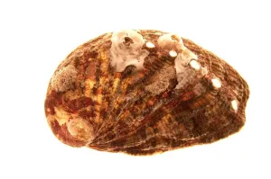 Invertebrate Animal Pictures Imprime: Shell