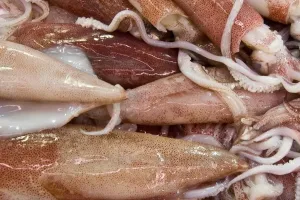 Horizontal Imprime: Squids