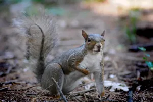 Squirrel Images Imprime: Squirrel