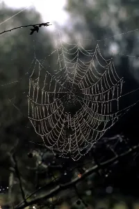 Vertical Imprime: Cobweb