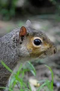 Squirrel Images Imprime: Squirrel