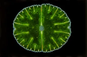 Light Micrograph Images Imprime: A microscope image of a desmid