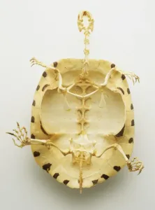 Zoology Images Imprime: Below bottom view of the whole skeleton of a turtle with thin bones inside a thick protective shell
