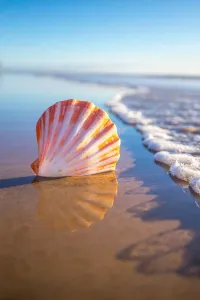 Impresiones de Mañanas de playa Arte Imprime: Concha Focussed
