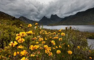 Cradle Mountain Tasmania Imprime: cloudy cradle mountain