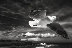 Australian Seascapes Imprime: In Flight