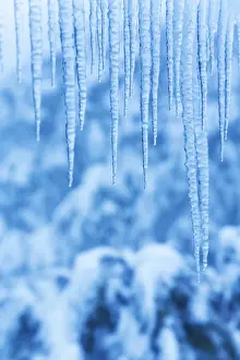 Australian Winter Landscapes Imprime: Icicles in snow