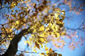 Low Angle View Of A Tree Imprime: Leaves