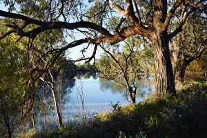 Murray River Australia Imprime: Murray River