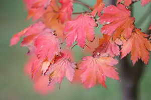 Australian Autumn Leaves Imprime: Red Maple