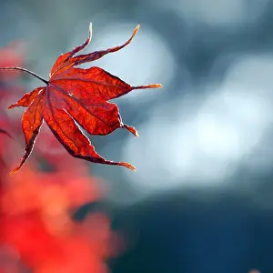 Australian Autumn Leaves Imprime: Red maple