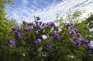 Imágenes fechadas el 13 de julio de 2014: La época de la primavera.