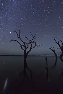 Eucalyptus Tree Silhouette Imprime: Stargazing