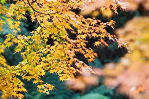 Australian Autumn Leaves Imprime: Yellow Maple