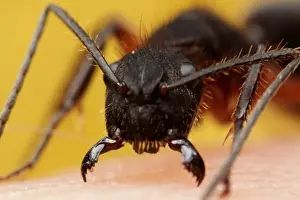 Yellow Background Images Imprime: Ant attack