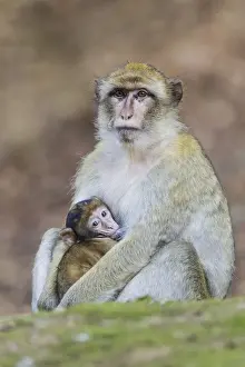Old World Monkeys In Captivity Imprime: Barbary Macaque -Macaca sylvanus